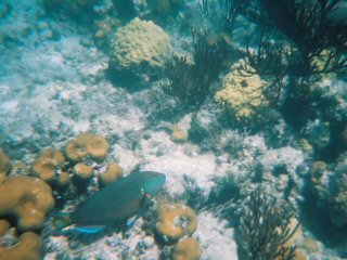 The Reef